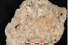 Foto (Detailansicht) von Acer pseudoplatanus L. (NHMW-GEO-2024-0188-11377)